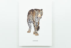 Postkaart luipaard
