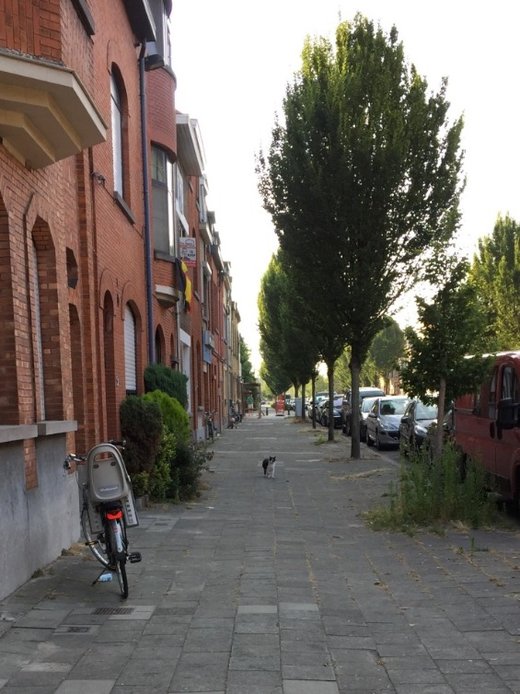 vermiste kat straatbeeld 