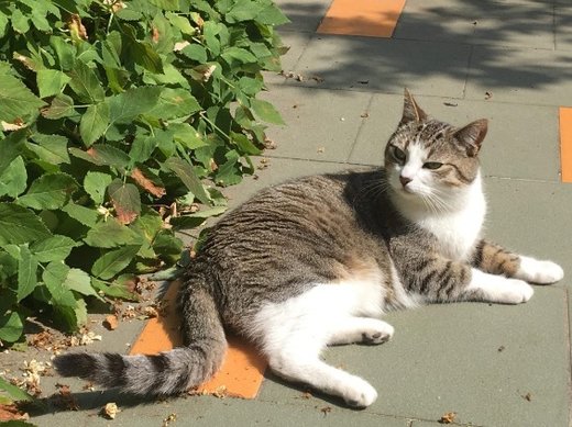 vermsie kat liggende kat op straat 