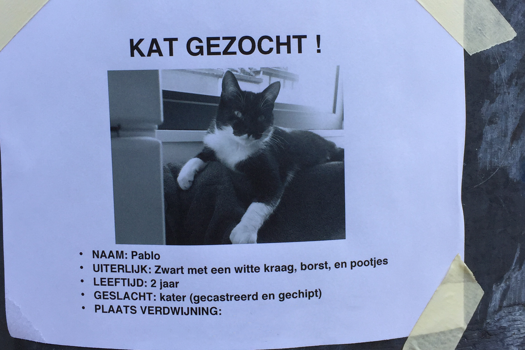 Mijn Kat Is Vermist Wat Moet Ik Doen Dreamcatchers Vzw