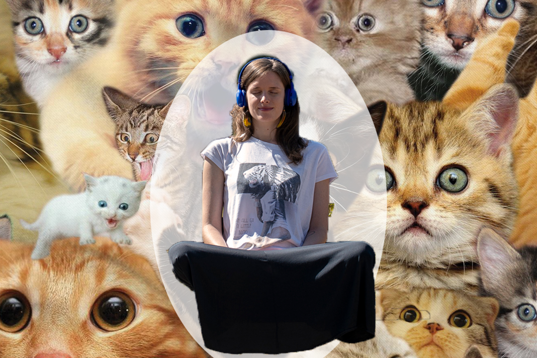 banner_catfulness banner_catfulness