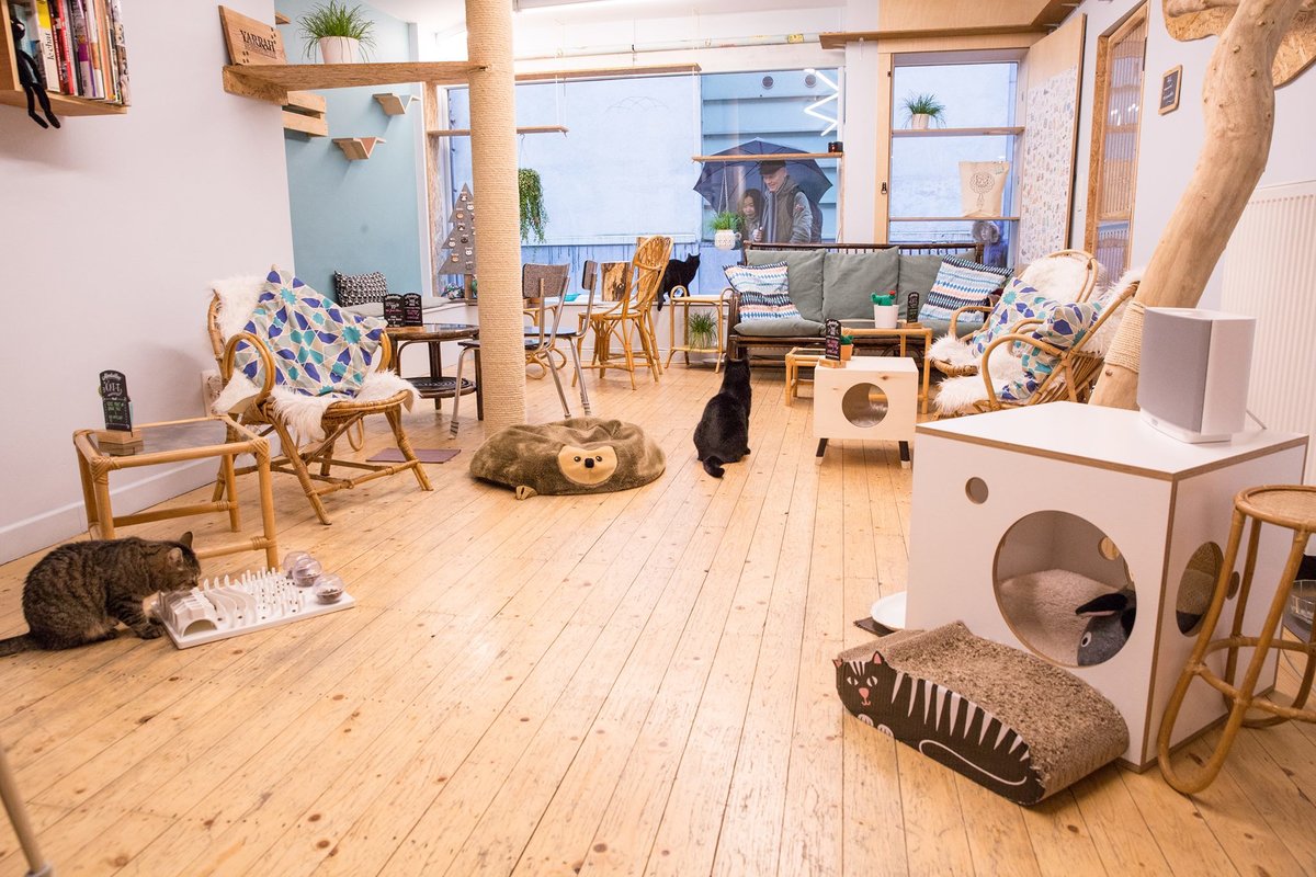 Een kopje kat bij de koffie DreamCATchers vzw